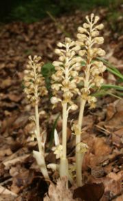 Neottia nidus-avis, a myco-heterotroph