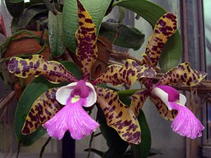 Cattleya aclandiae. Note the typical zygomorphic flower with three petal-like sepals (top, lower right, lower left), two normal petals on either side and  the labellum