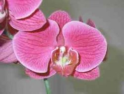 Phalaenopsis hybrid