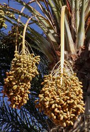 Fruit of Phoenix dactylifera
