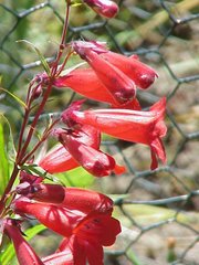 Golden-beard Penstemon (Penstemon barbatus)