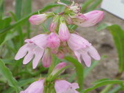 Penstemon bridgesii