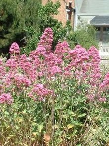 A Red Valerian, a perennial plant.