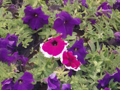 Purple Petunias