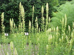 A nursery in Cutchogue