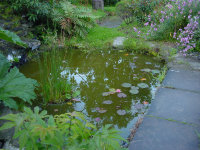 A garden pond.
