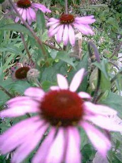 Echinacea purpurea