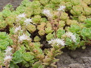 Sedum glaucophyllum