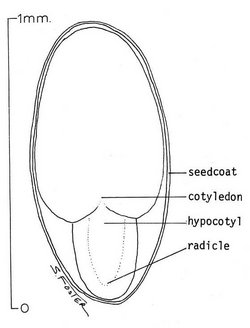 Seed of Scouler's Willow (Salix scouleriana)