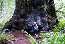 Trunk base of a Coast Redwood tree in Jedediah Smith Redwoods State Park: Simpson Reed Discovery Trail, near Crescent City, California