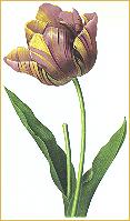 Tulip painting by Redouté