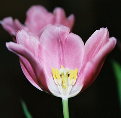 A Tulip