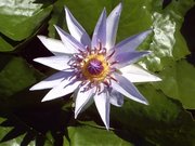 Nymphaea colorata from Africa