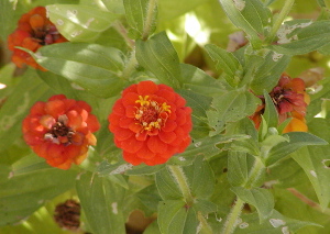 Image:Zinnia-300px.jpg